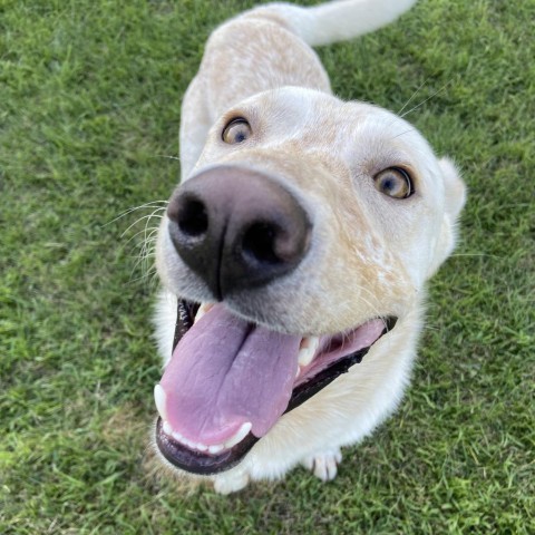 Wayne, an adoptable Cattle Dog in Sioux Falls, SD, 57106 | Photo Image 6