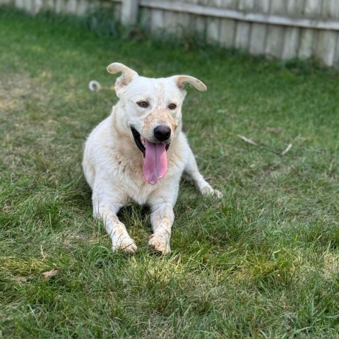 Wayne, an adoptable Cattle Dog in Sioux Falls, SD, 57106 | Photo Image 6