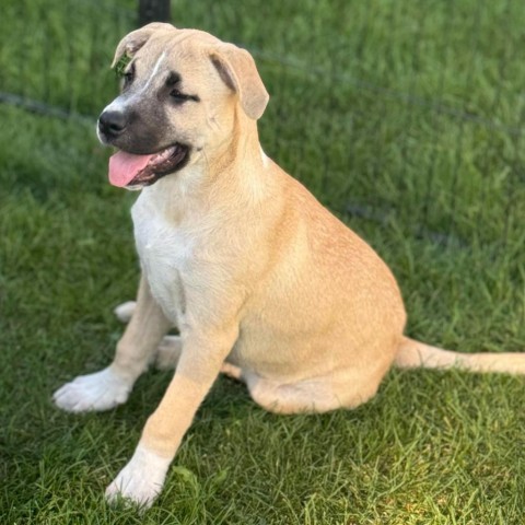 Indy, an adoptable Pit Bull Terrier, Mixed Breed in Sioux Falls, SD, 57106 | Photo Image 2