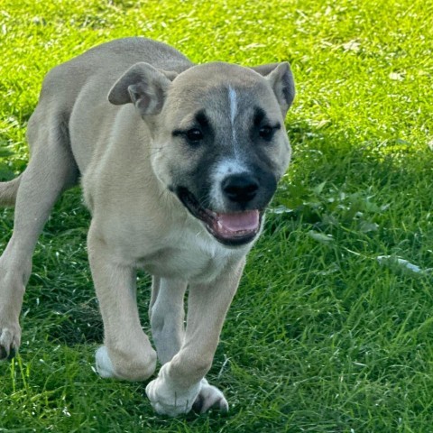 Indy, an adoptable Pit Bull Terrier, Mixed Breed in Sioux Falls, SD, 57106 | Photo Image 3