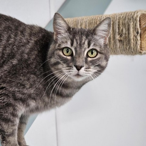 McKinley, an adoptable Domestic Short Hair in Mount Shasta, CA, 96067 | Photo Image 1