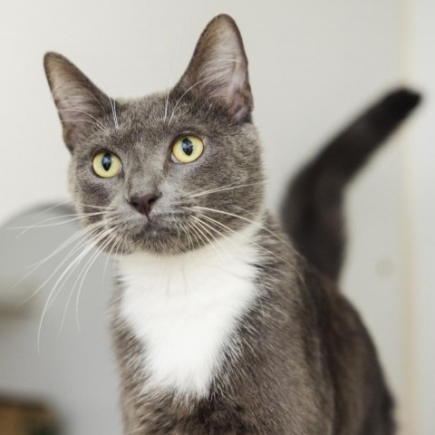 Covergirl, an adoptable Domestic Short Hair in Incline Village, NV, 89451 | Photo Image 1