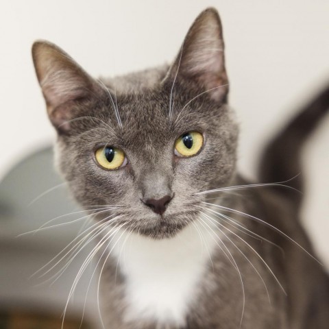 Covergirl, an adoptable Domestic Short Hair in Incline Village, NV, 89451 | Photo Image 3