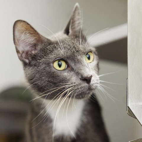 Covergirl, an adoptable Domestic Short Hair in Incline Village, NV, 89451 | Photo Image 4