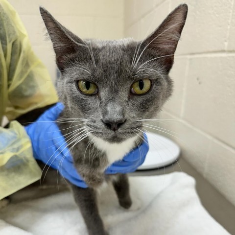 Covergirl, an adoptable Domestic Short Hair in Incline Village, NV, 89451 | Photo Image 6