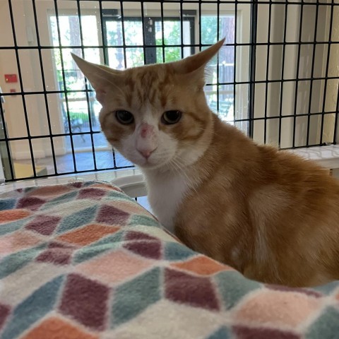 Goldfish, an adoptable Domestic Short Hair in Incline Village, NV, 89451 | Photo Image 1