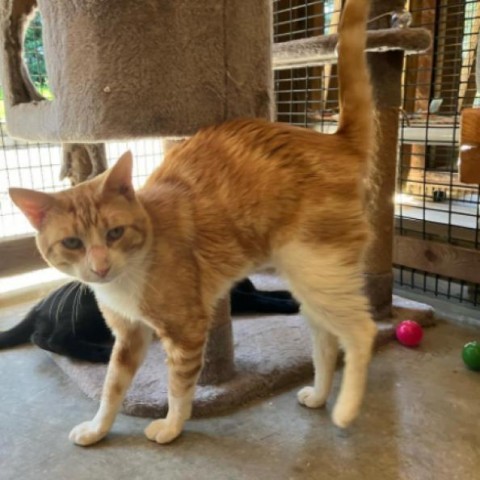 Goldfish, an adoptable Domestic Short Hair in Incline Village, NV, 89451 | Photo Image 2