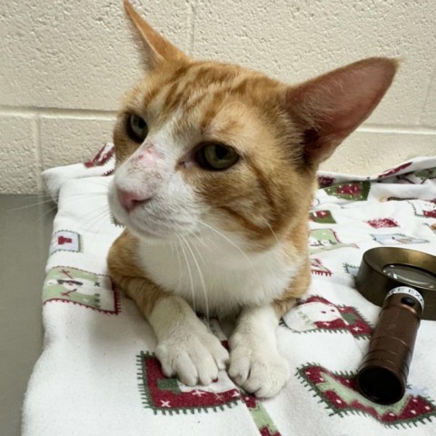 Goldfish, an adoptable Domestic Short Hair in Incline Village, NV, 89451 | Photo Image 3