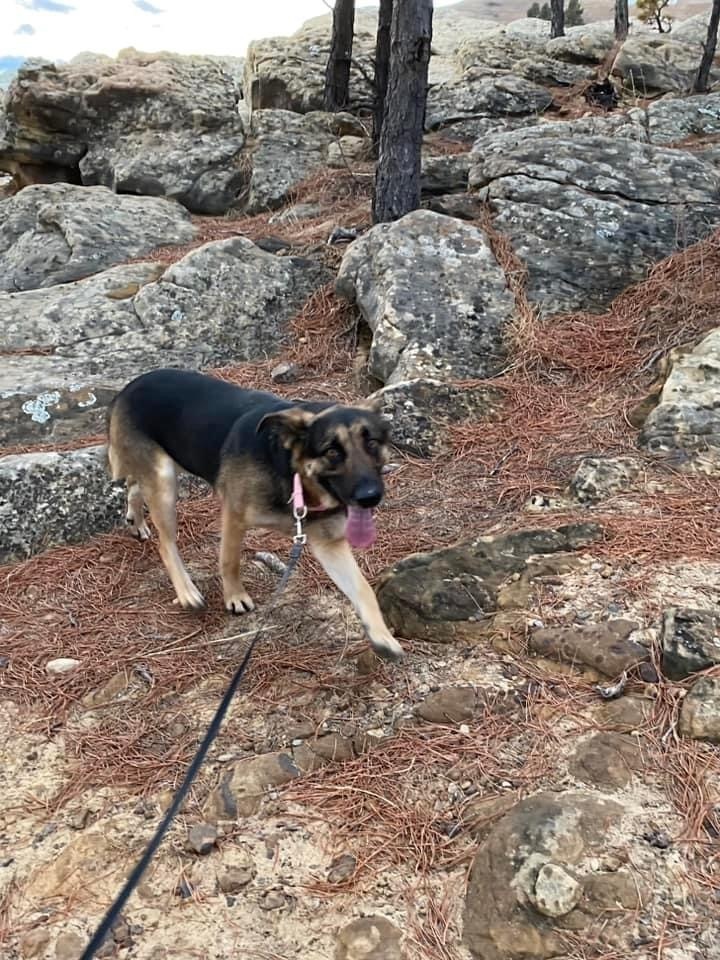 Lily, an adoptable German Shepherd Dog in Rapid City, SD, 57702 | Photo Image 4