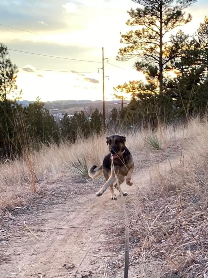 Lily, an adoptable German Shepherd Dog in Rapid City, SD, 57702 | Photo Image 6