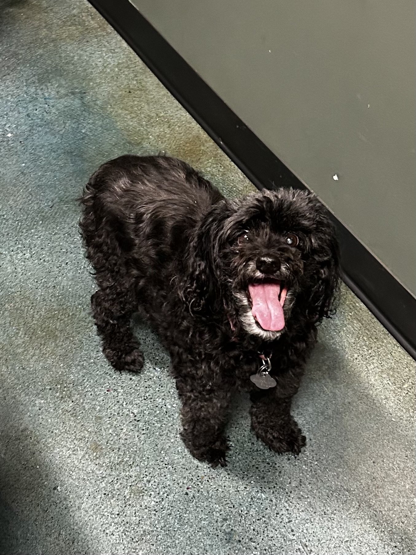 MAISIE (MOLLY), an adoptable Cockapoo in Chico, CA, 95973 | Photo Image 1