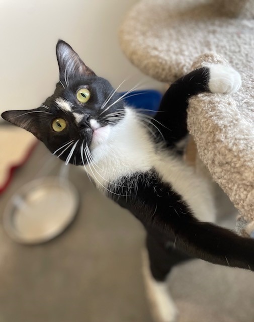 Colby, an adoptable Domestic Short Hair in Ladysmith, WI, 54848 | Photo Image 1