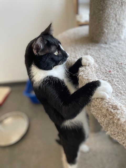 Colby, an adoptable Domestic Short Hair in Ladysmith, WI, 54848 | Photo Image 2