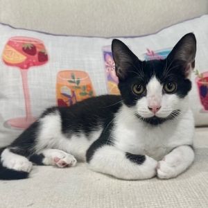 Meet Rebel the spirited three-month-old kitten whos ready to steal your heart This playful boy ad