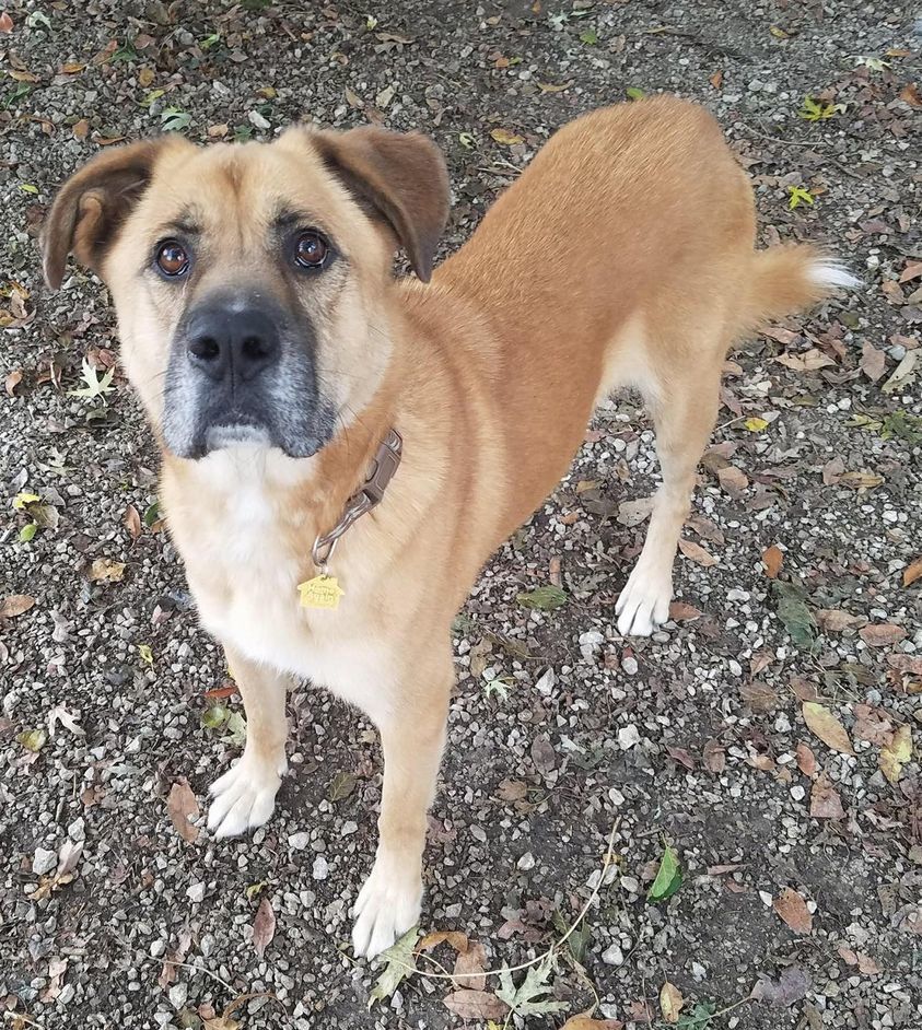 Rocky, an adoptable Yellow Labrador Retriever, German Shepherd Dog in Richmond, MO, 64085 | Photo Image 1
