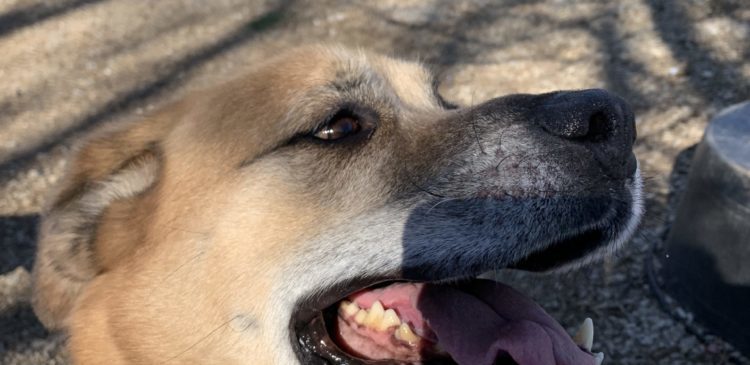 Rocky, an adoptable Yellow Labrador Retriever, German Shepherd Dog in Richmond, MO, 64085 | Photo Image 2