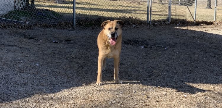 Rocky, an adoptable Yellow Labrador Retriever, German Shepherd Dog in Richmond, MO, 64085 | Photo Image 3