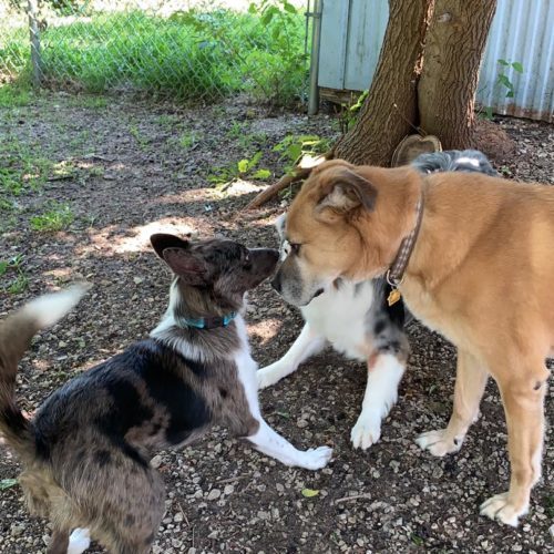 Rocky, an adoptable Yellow Labrador Retriever, German Shepherd Dog in Richmond, MO, 64085 | Photo Image 4