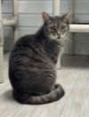 Tuna Tina