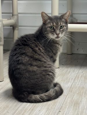 Tuna Tina