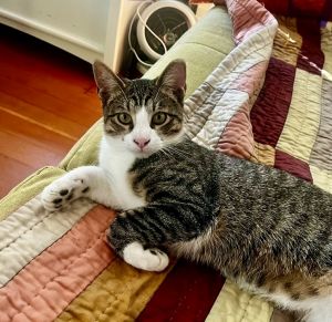 Ross and Chandler are the absolute sweetest pair of brothers Found as tiny kitten strays outside in