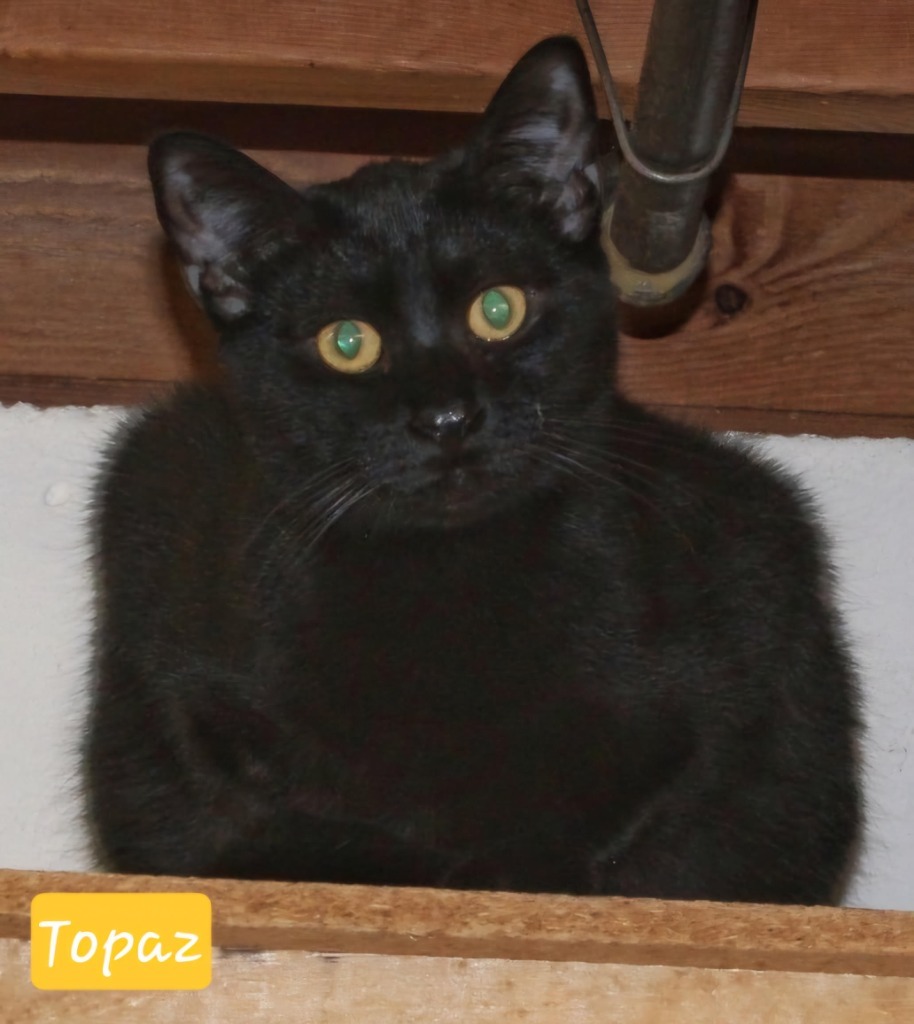 Topaz, an adoptable Domestic Short Hair in Ogden, UT, 84409 | Photo Image 1