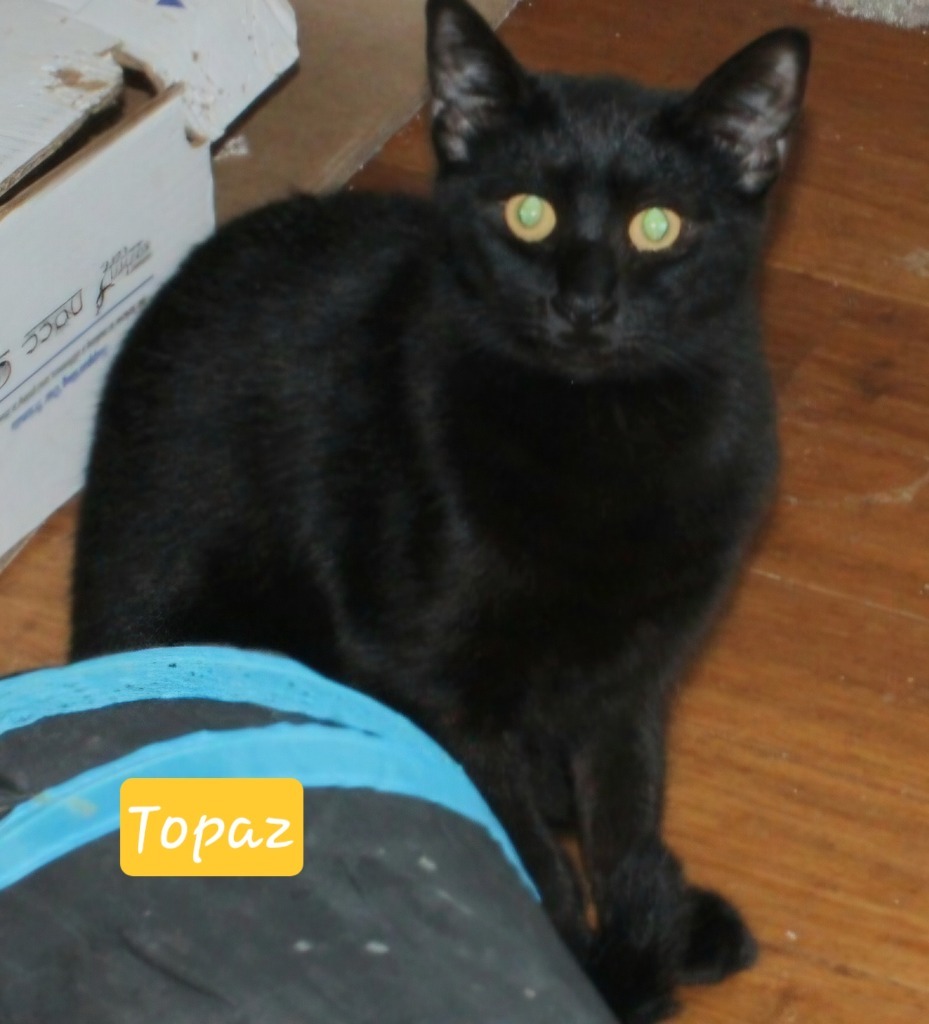 Topaz, an adoptable Domestic Short Hair in Ogden, UT, 84409 | Photo Image 2
