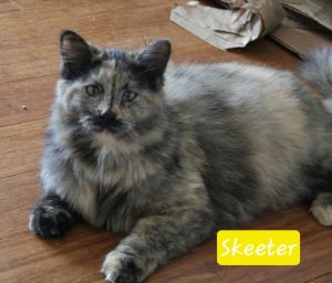 Skeeter, Young Female Domestic Long Hair
