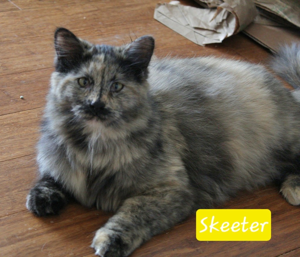 Skeeter, an adoptable Domestic Long Hair in Ogden, UT, 84409 | Photo Image 1