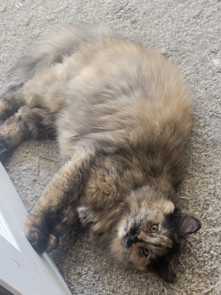 Skeeter, an adoptable Domestic Long Hair in Ogden, UT, 84409 | Photo Image 2