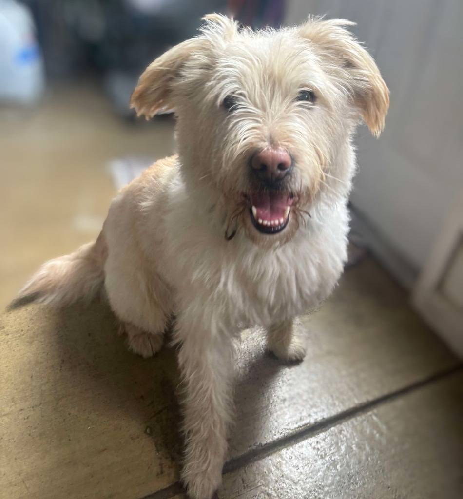 Benji (aka Gallop)