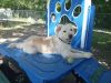 Benji photo 1