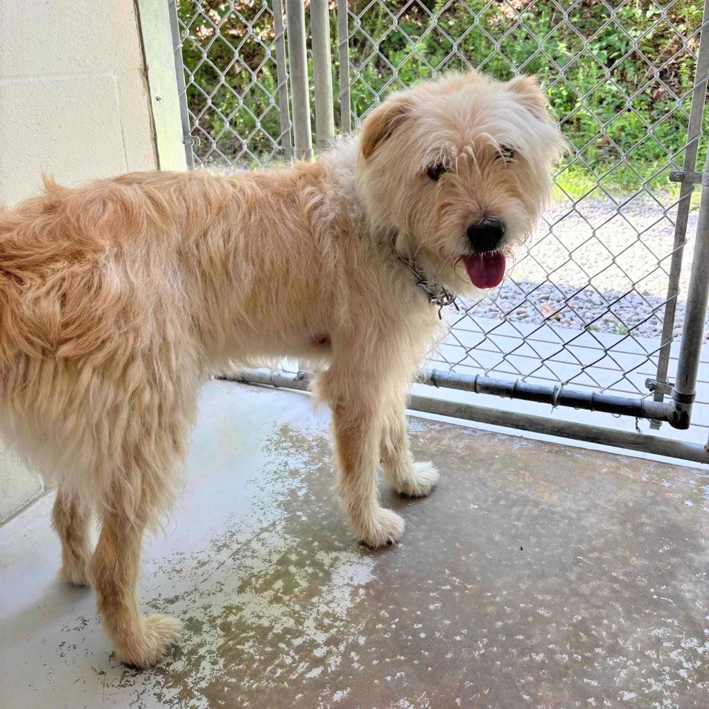 Benji (aka Gallop)