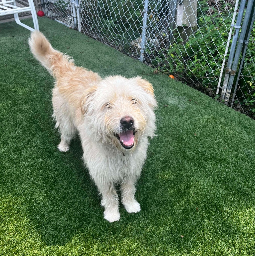 Benji (aka Gallop)