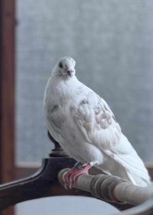 Baby Dash is a bold young pigeon who had a rough start As a small squeaker Baby Dash experienced 