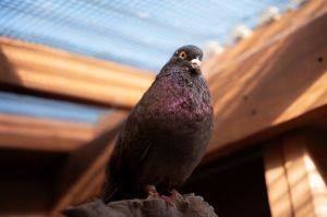 Derby Pigeon Bird