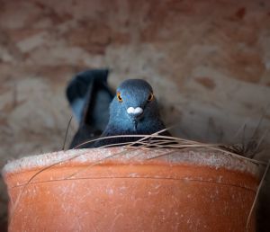 Will you fall in love with Will Will of course you will This cutie is a feral pigeon who gets