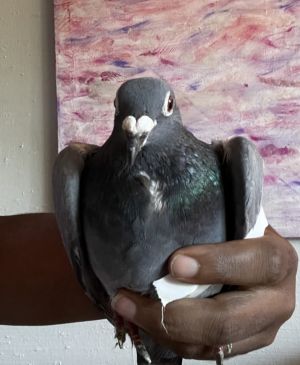 Dewey came to Palomacy with an injured wing After visiting the vet Dewey was ordered to cage rest 
