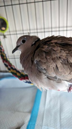 Dulcie came into rescue when her owner died She is a confirmed female and known to be at least 20