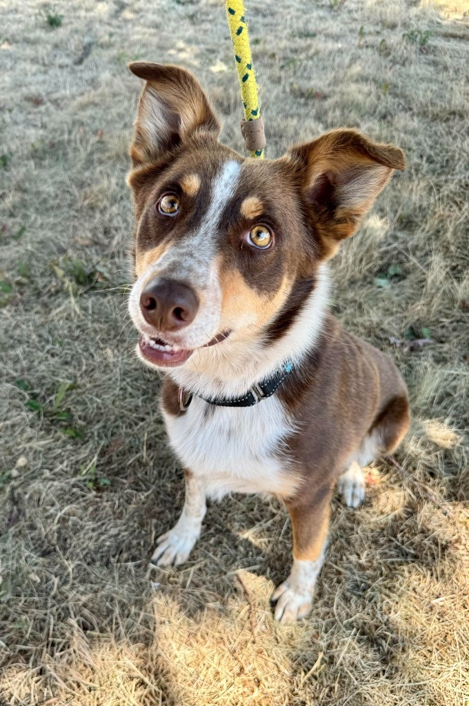 Stella, an adoptable Border Collie, Australian Shepherd in Gillette, WY, 82716 | Photo Image 1