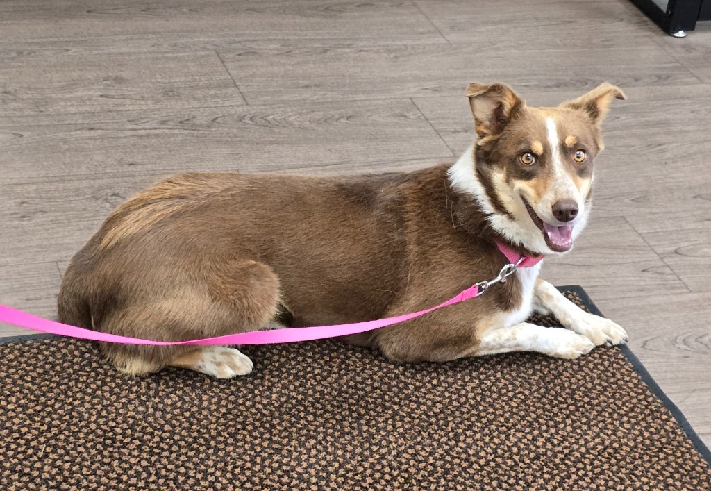 Stella, an adoptable Border Collie, Australian Shepherd in Gillette, WY, 82716 | Photo Image 2