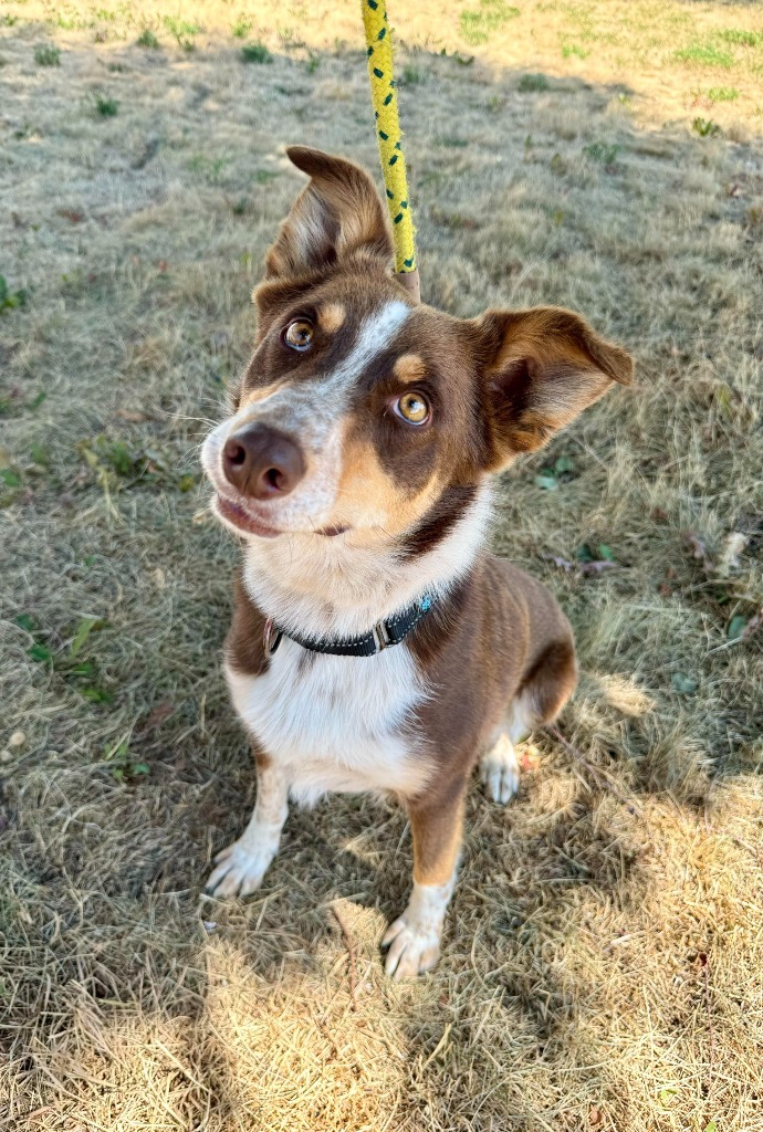 Stella, an adoptable Border Collie, Australian Shepherd in Gillette, WY, 82716 | Photo Image 3