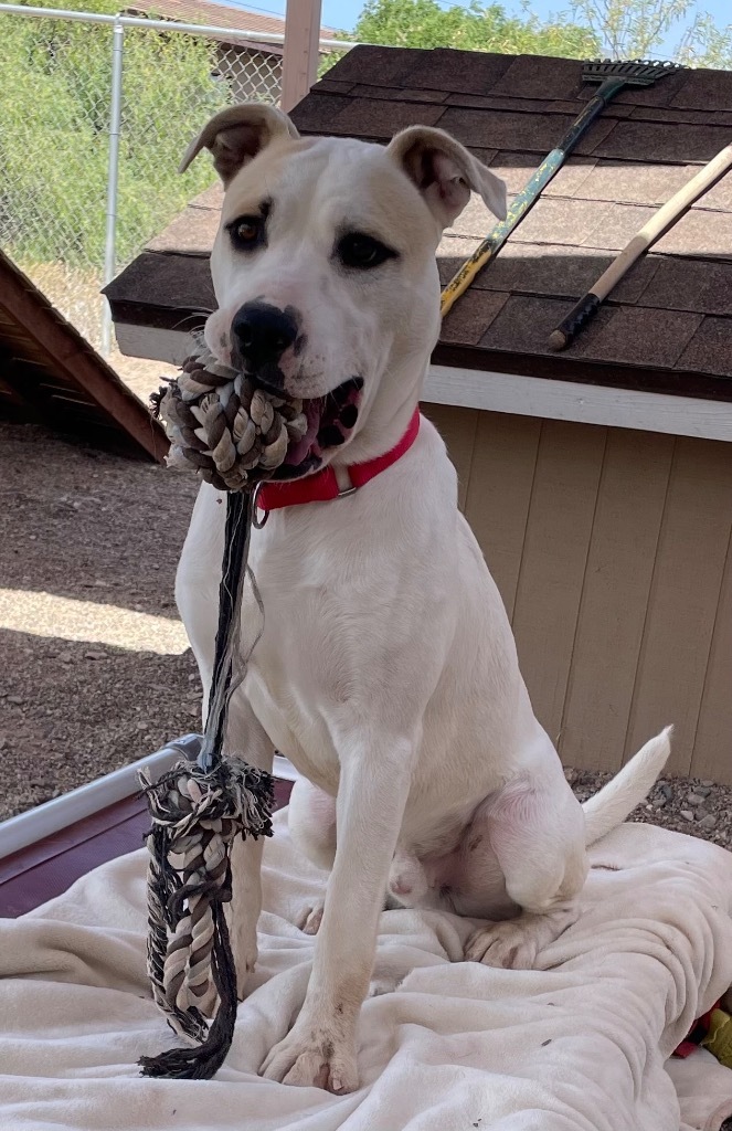 Hercules, an adoptable Labrador Retriever, Australian Cattle Dog / Blue Heeler in Cottonwood, AZ, 86326 | Photo Image 1