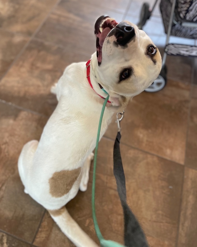 Hercules, an adoptable Labrador Retriever in Cottonwood, AZ, 86326 | Photo Image 2
