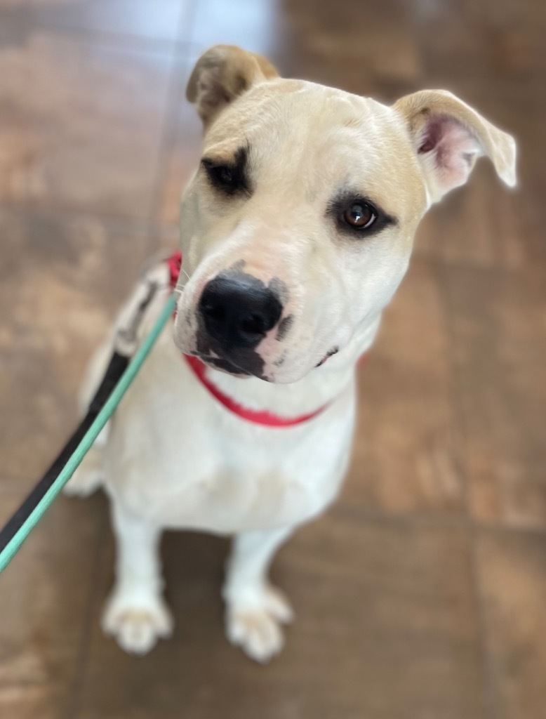 Hercules, an adoptable Labrador Retriever in Cottonwood, AZ, 86326 | Photo Image 3