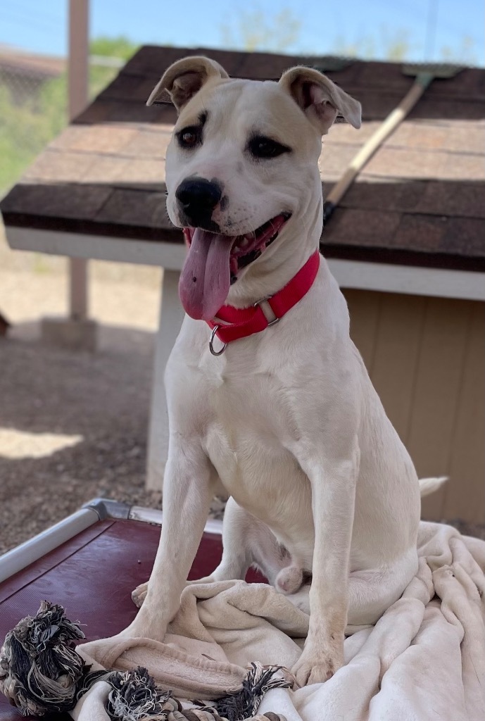 Hercules, an adoptable Labrador Retriever in Cottonwood, AZ, 86326 | Photo Image 4