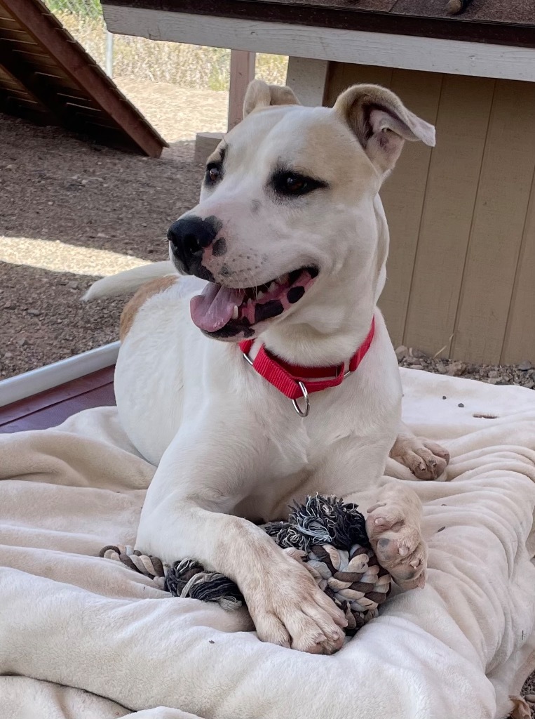 Hercules, an adoptable Labrador Retriever in Cottonwood, AZ, 86326 | Photo Image 6