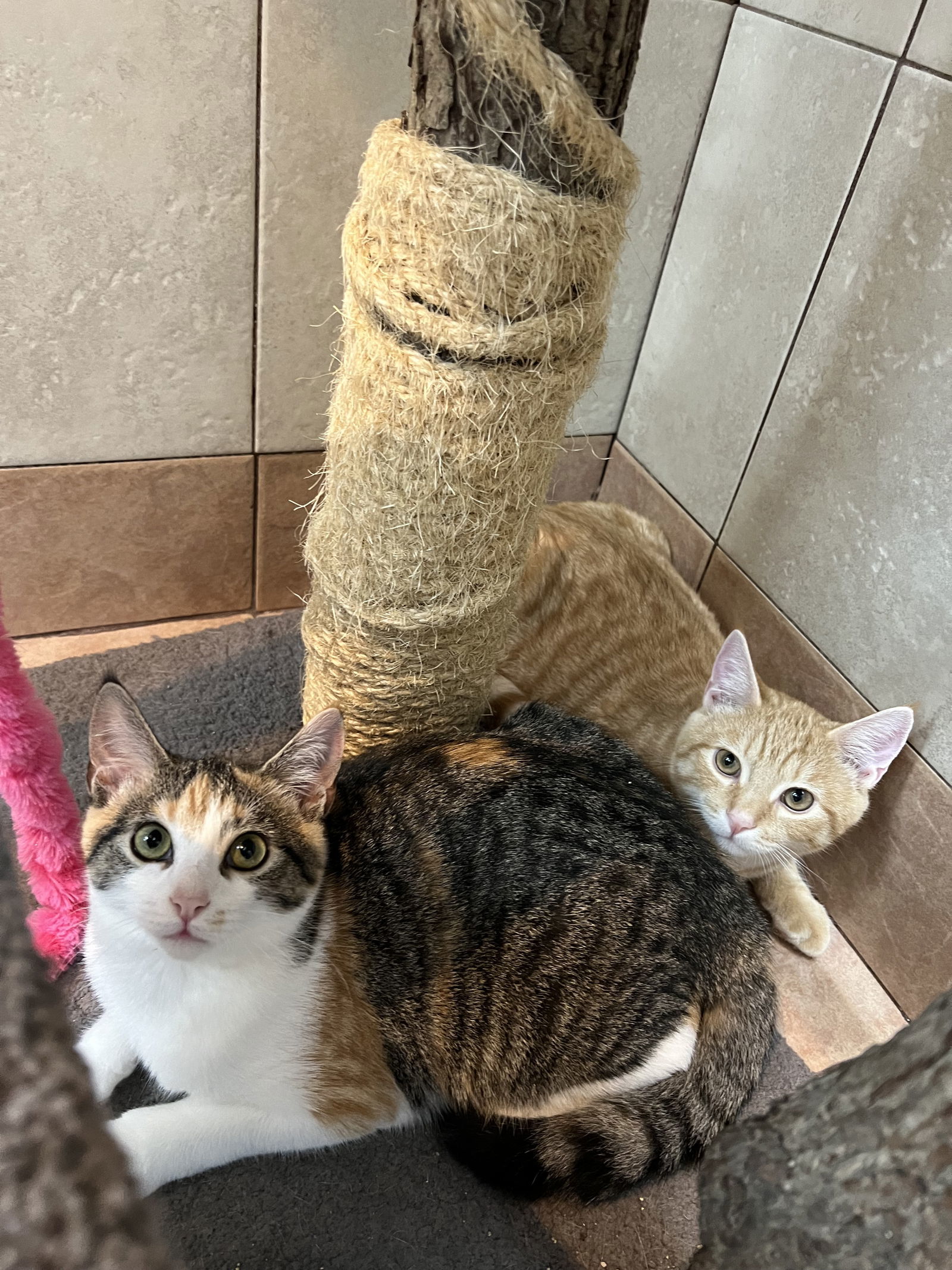 Kiki (24-376) & Ajax (24-377)