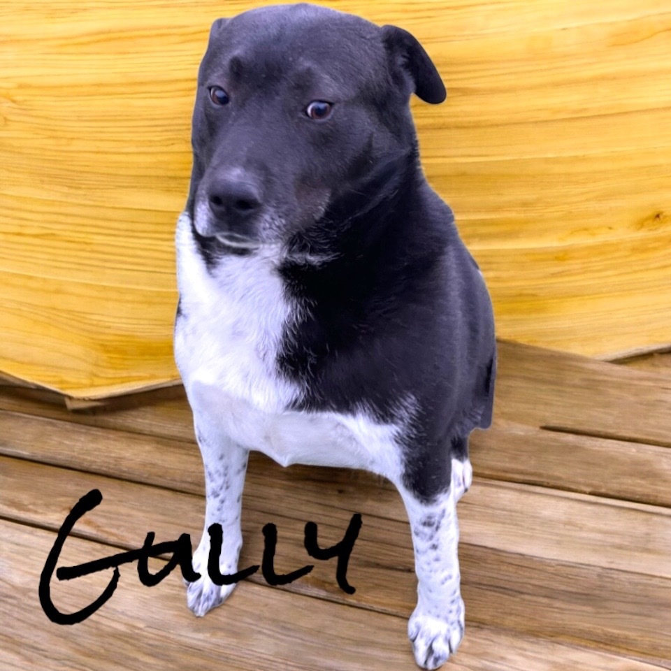 Gully, an adoptable Mixed Breed, Great Pyrenees in Pittsfield, IL, 62363 | Photo Image 1