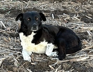 Gully, an adoptable Mixed Breed, Great Pyrenees in Pittsfield, IL, 62363 | Photo Image 2